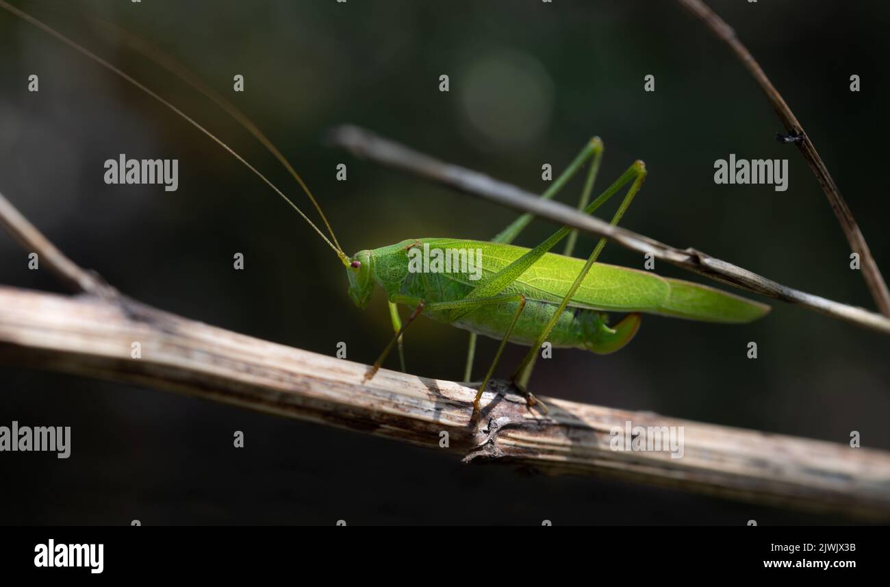 Close up of a green hay horse (Tettigonia viridissima) hiding between twigs in the branches. The background is dark. Stock Photo