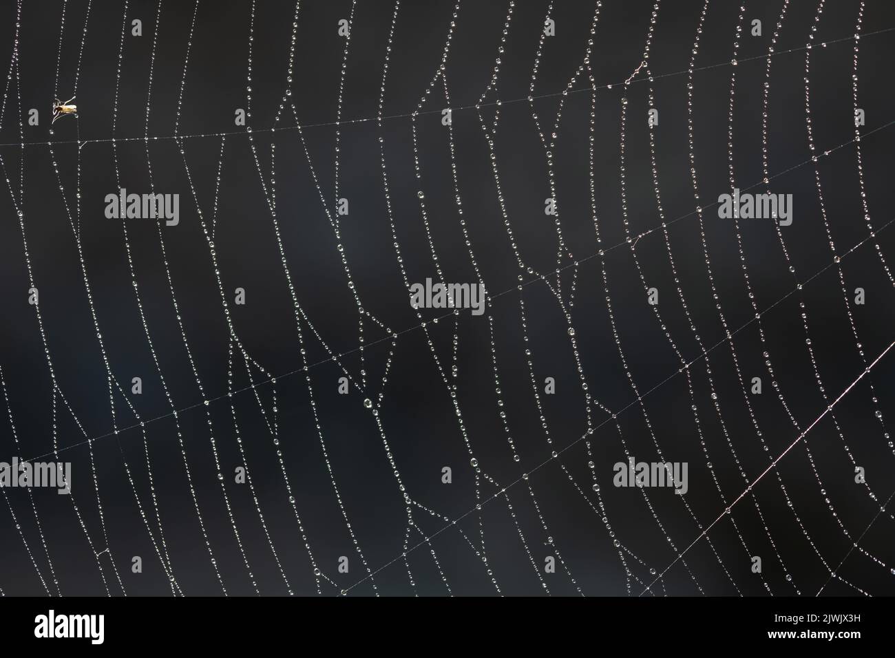 Texture and background of a spider web with small drops of water hanging from it against a dark background. A small insect got caught in it on the edg Stock Photo