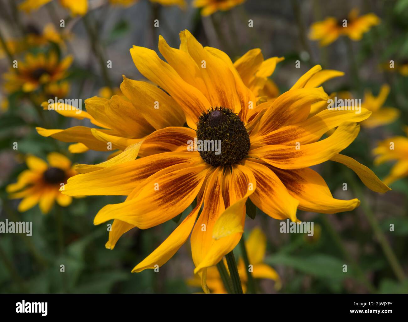 Large udbeckia flower in full bloom in an English garden Stock Photo ...