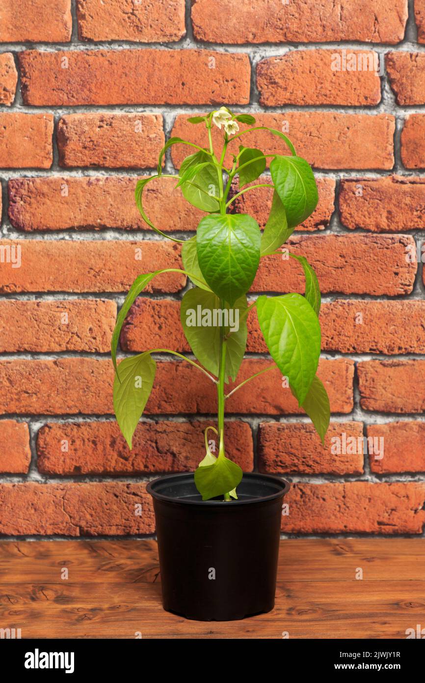 Young Pepper plant with flowers growing indoors in black plant pot with