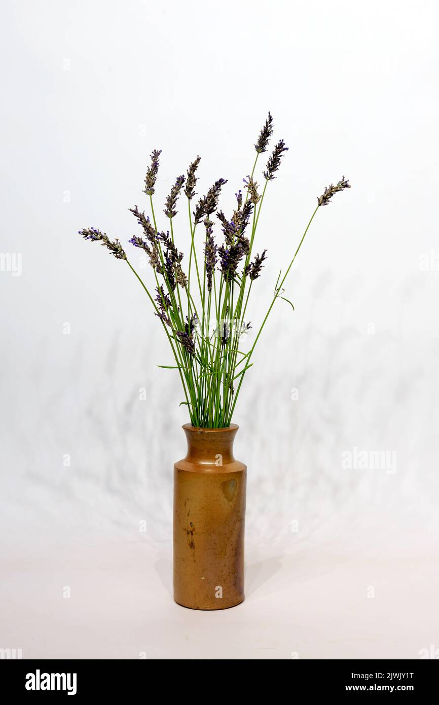 Lavender seed head sprig's placed in a old brown glazed bottle and white back ground Stock Photo