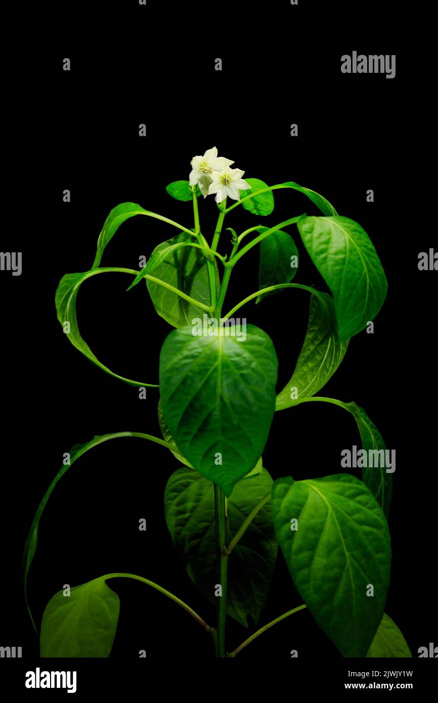 Pepper plant with flowers growing indoors with a black background Stock
