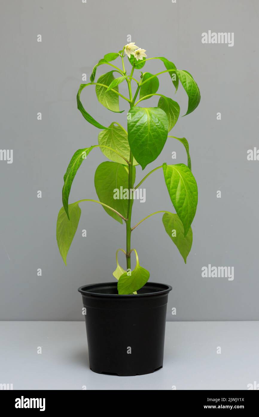 Young Pepper plant with flowers growing indoors in a black plant pot