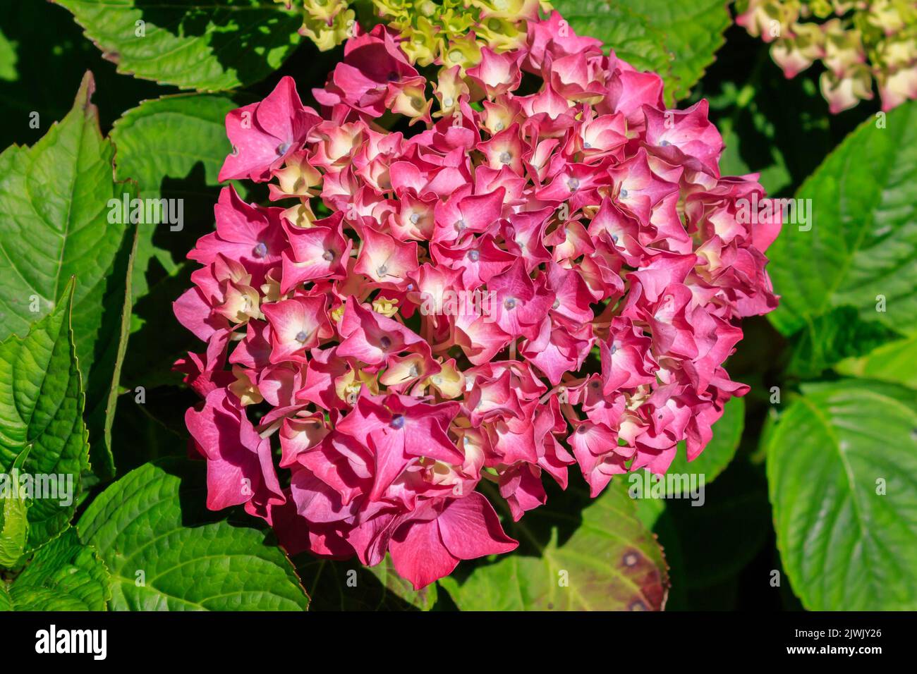Closeup on a sunlit Pink Hydrangea flowerhead Stock Photo