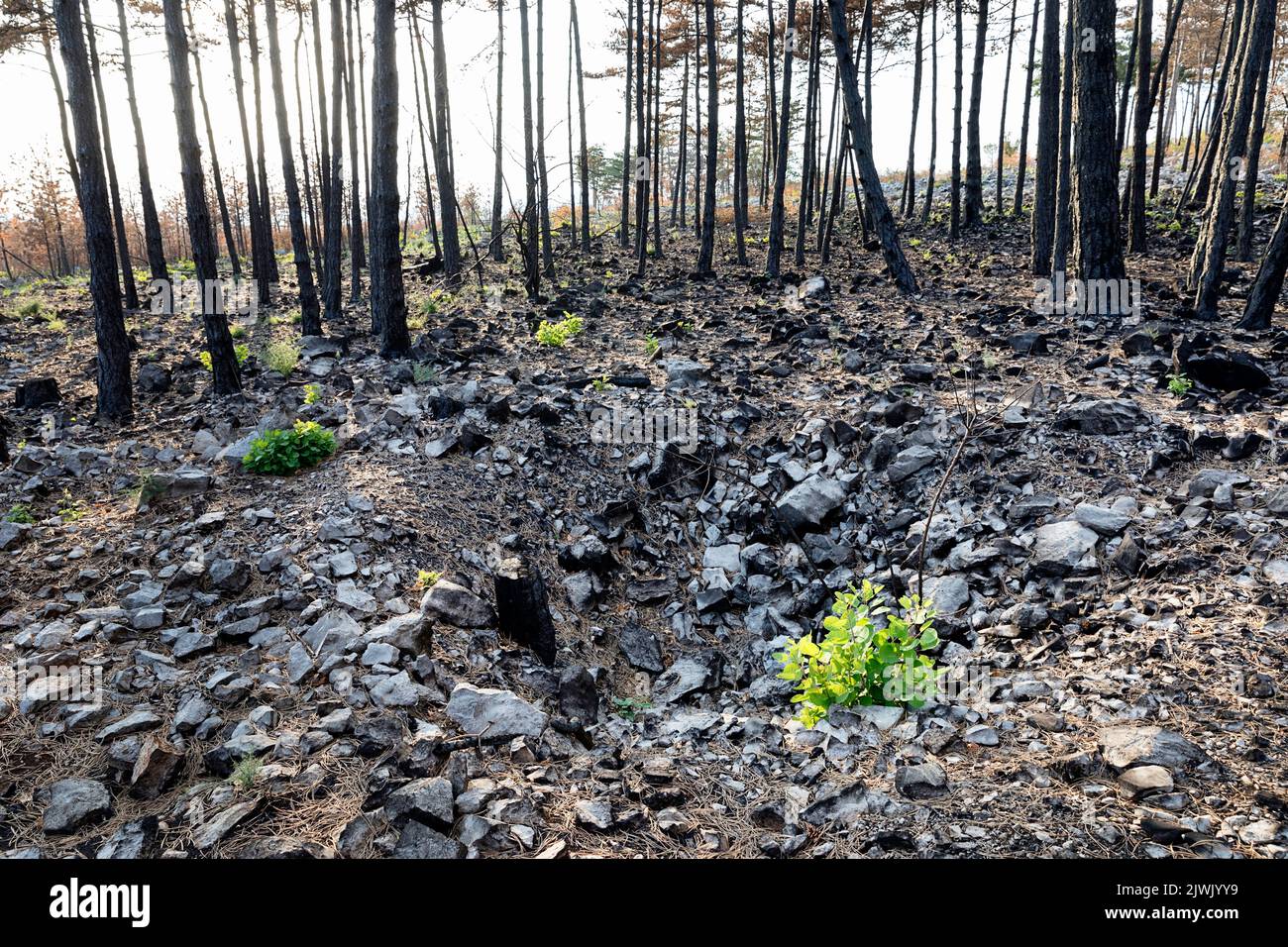 Burned Forest And A Crater From WWI Bomb Explosion From A Bomb, Hidden ...