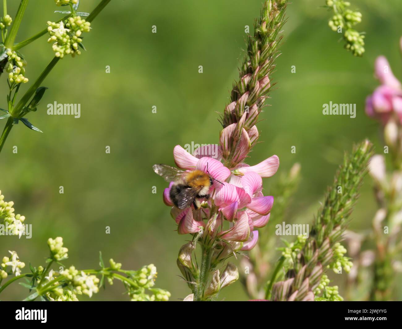 A garden bumblebee flies and perches on a red sainfoin inflorescence Stock Photo