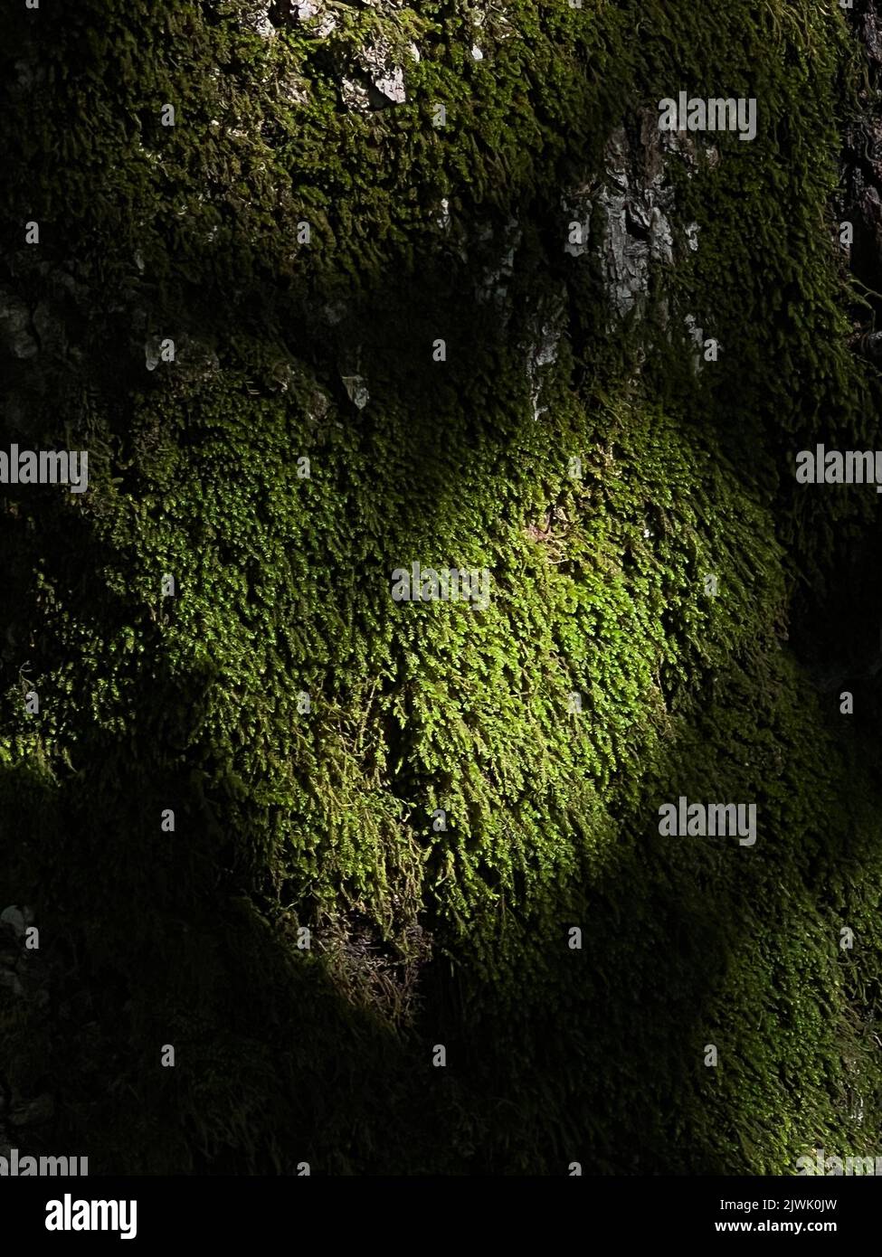 Wild forest travel. Green wall. Fresh green leaf texture background. Stock Photo