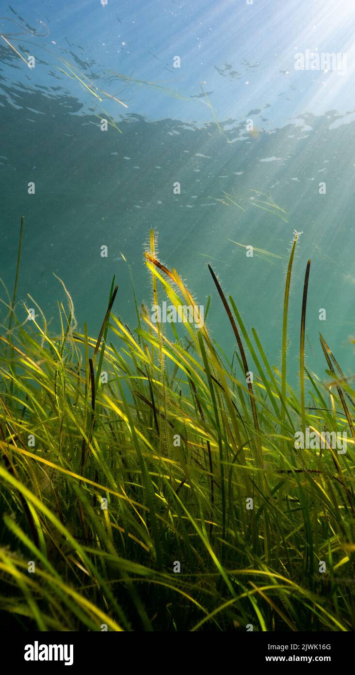 Seagrass (Zostera marina) habitat in sunlight, Porthdinllaen, Wales Stock Photo