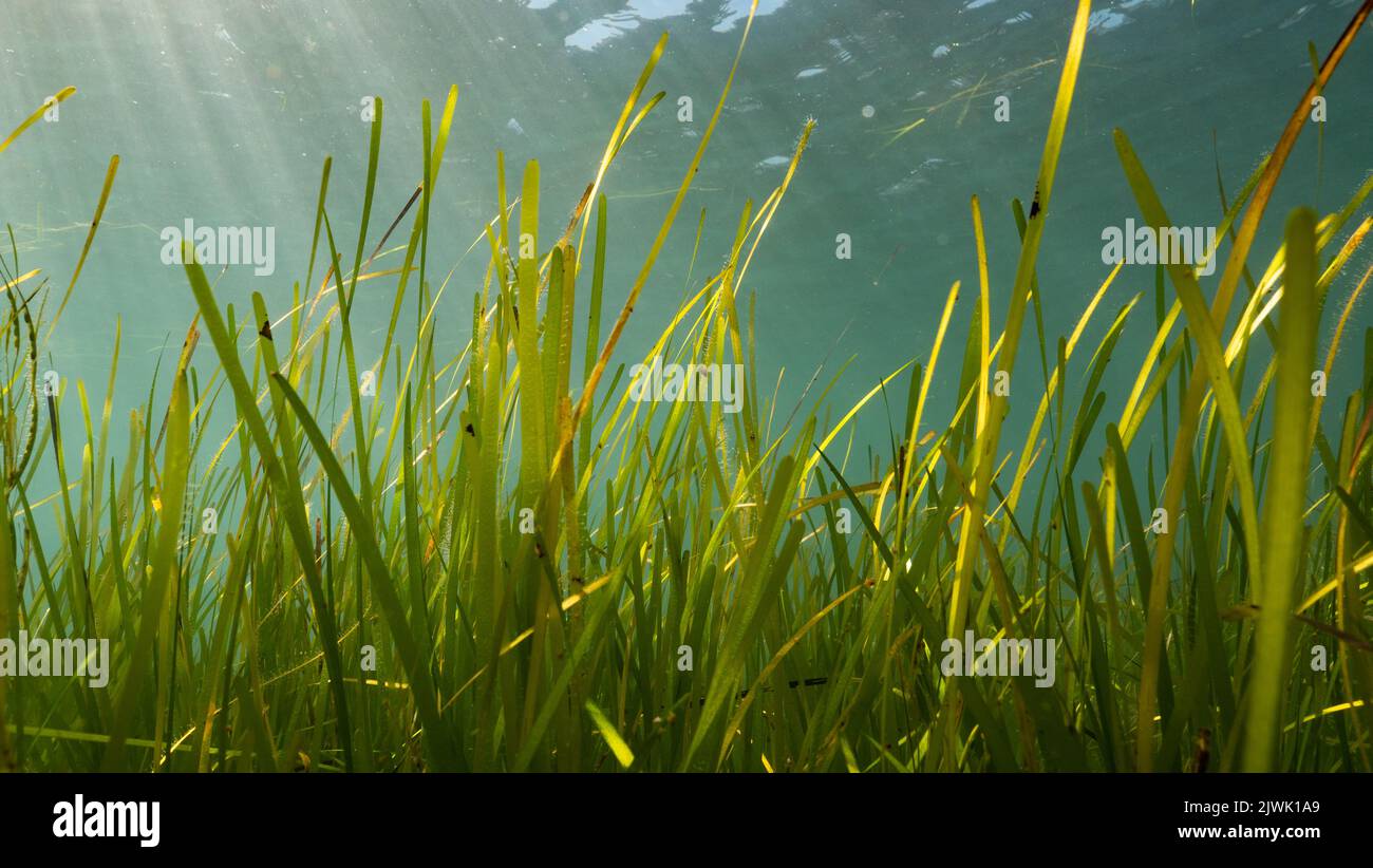 Sunlight over the leaf of seagrass (Zostera marina) in Porthdinllaen, Wales Stock Photo