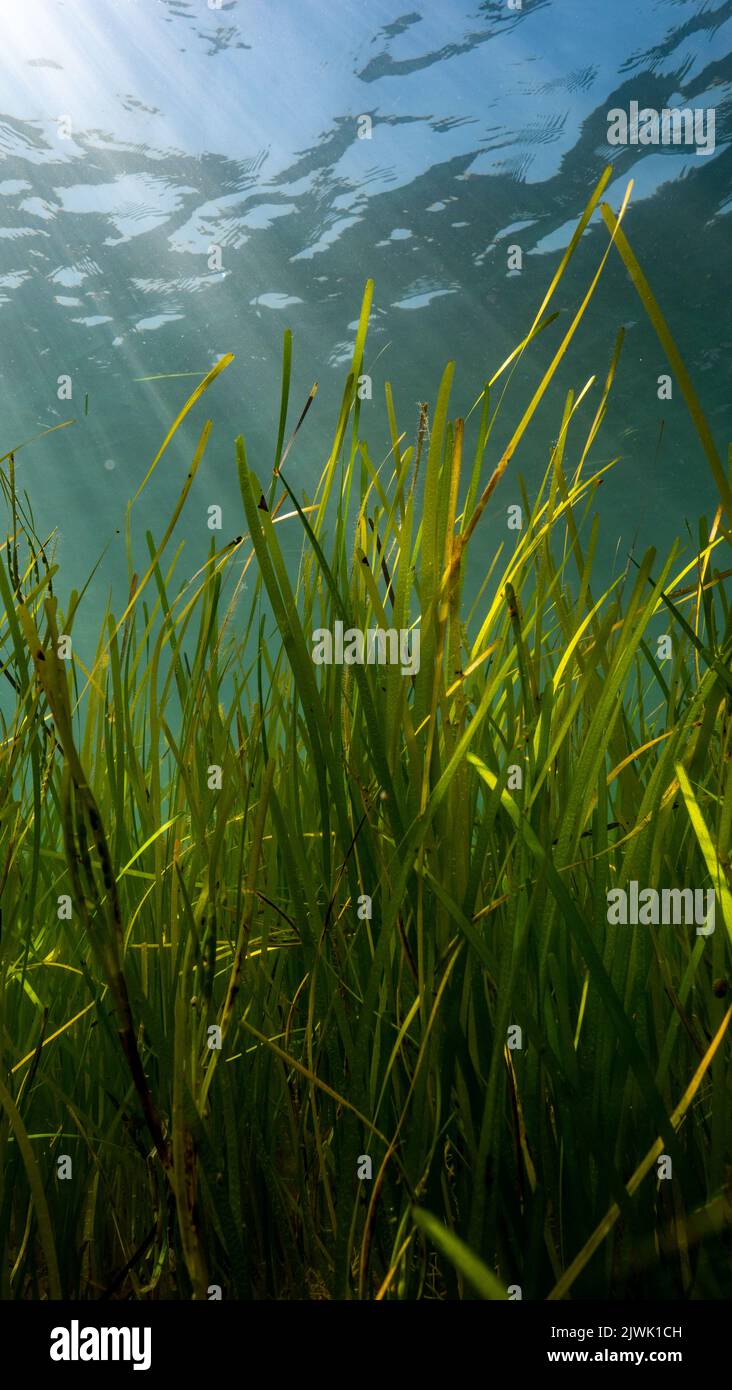 Seagrass (Zostera marina) with sun rays in Porthdinllaen, Wales Stock Photo