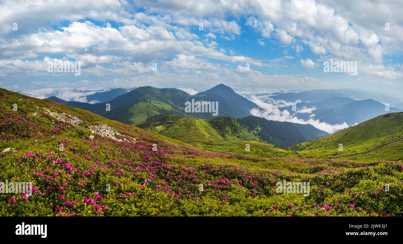 Pink rose rhododendron flowers on misty and cloudy morning summer mountain slope. Marmaros Pip Ivan Mountain, Carpathians, Ukraine. Stock Photo