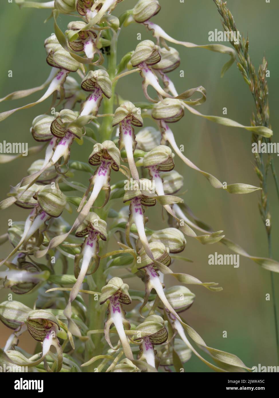The gigantic blossoms and inflorescences of the goat's belt tongue, Himantoglossum hircinum, on a dry grassland near Würzburg Stock Photo
