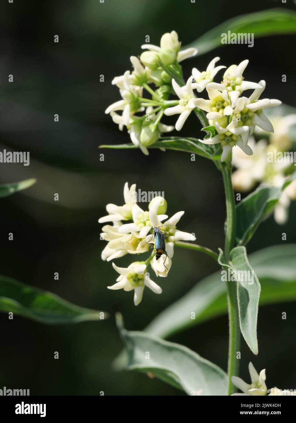 Close-up of white milkweed flowers Stock Photo