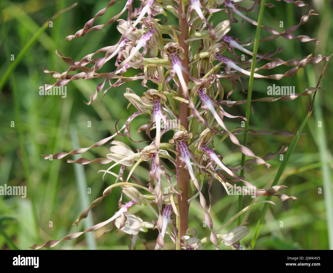 The gigantic blossoms and inflorescences of the goat's belt tongue, Himantoglossum hircinum, on a dry grassland near Würzburg Stock Photo