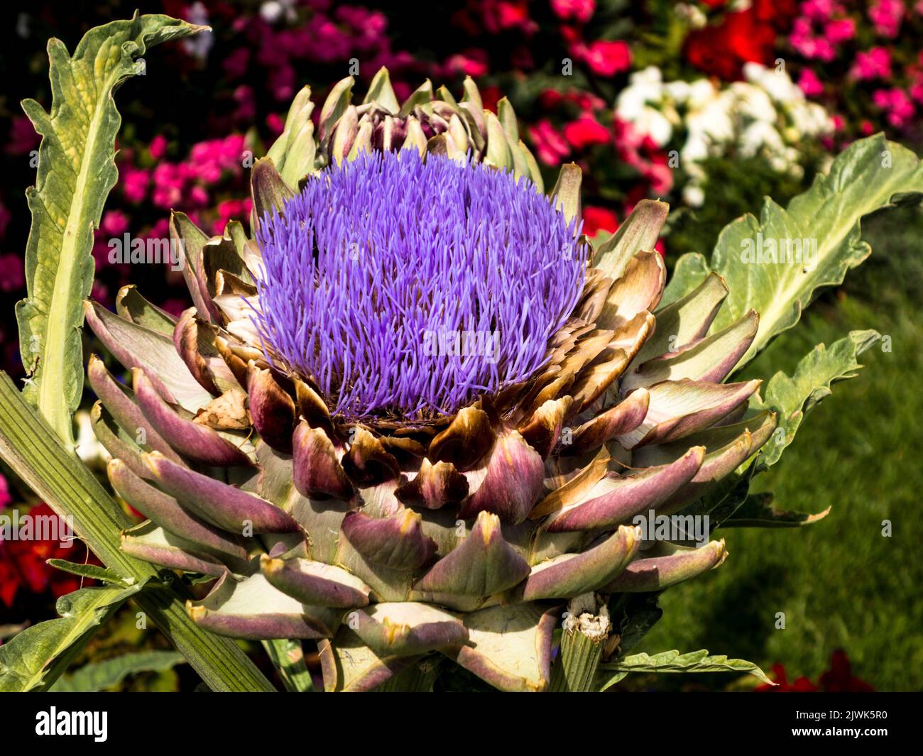 Artichoke flower Stock Photo