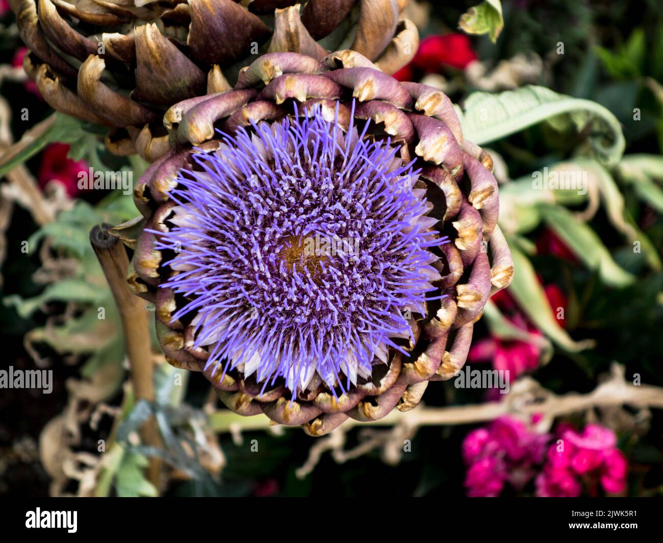 Thorny garden flower hi-res stock photography and images - Alamy
