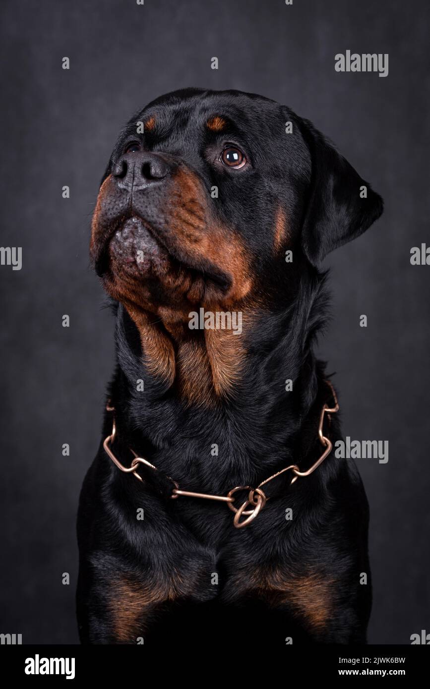 portrait of the happy Rottweiler Dog Stock Photo Alamy