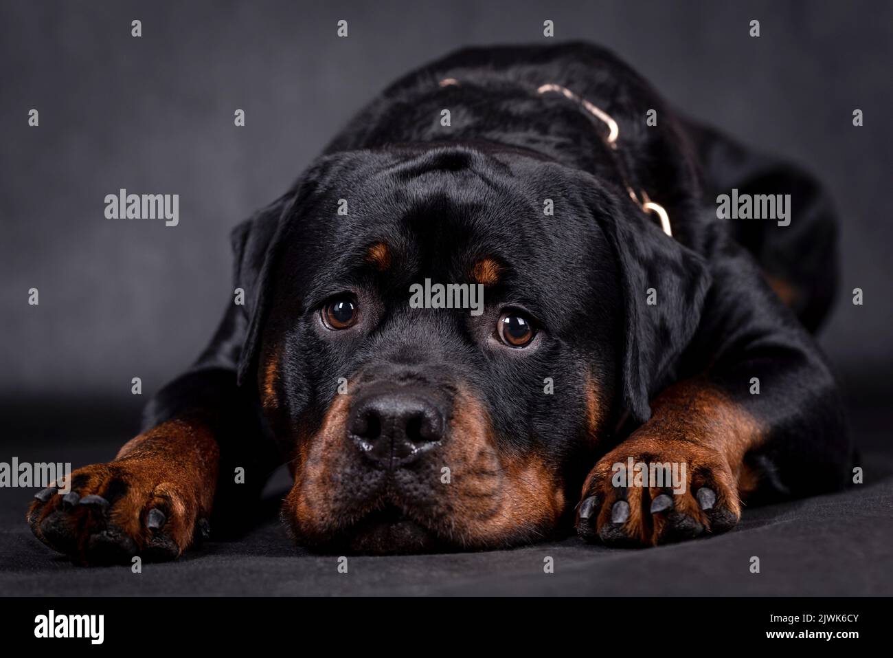 portrait of the happy Rottweiler Dog Stock Photo Alamy