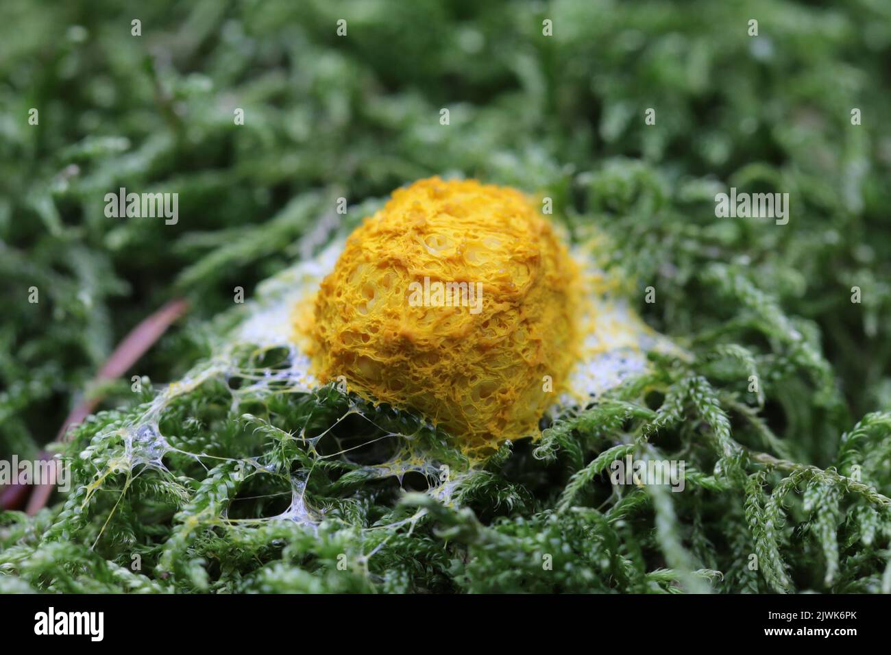 Yellow Slime mold - Fuligo septica Stock Photo