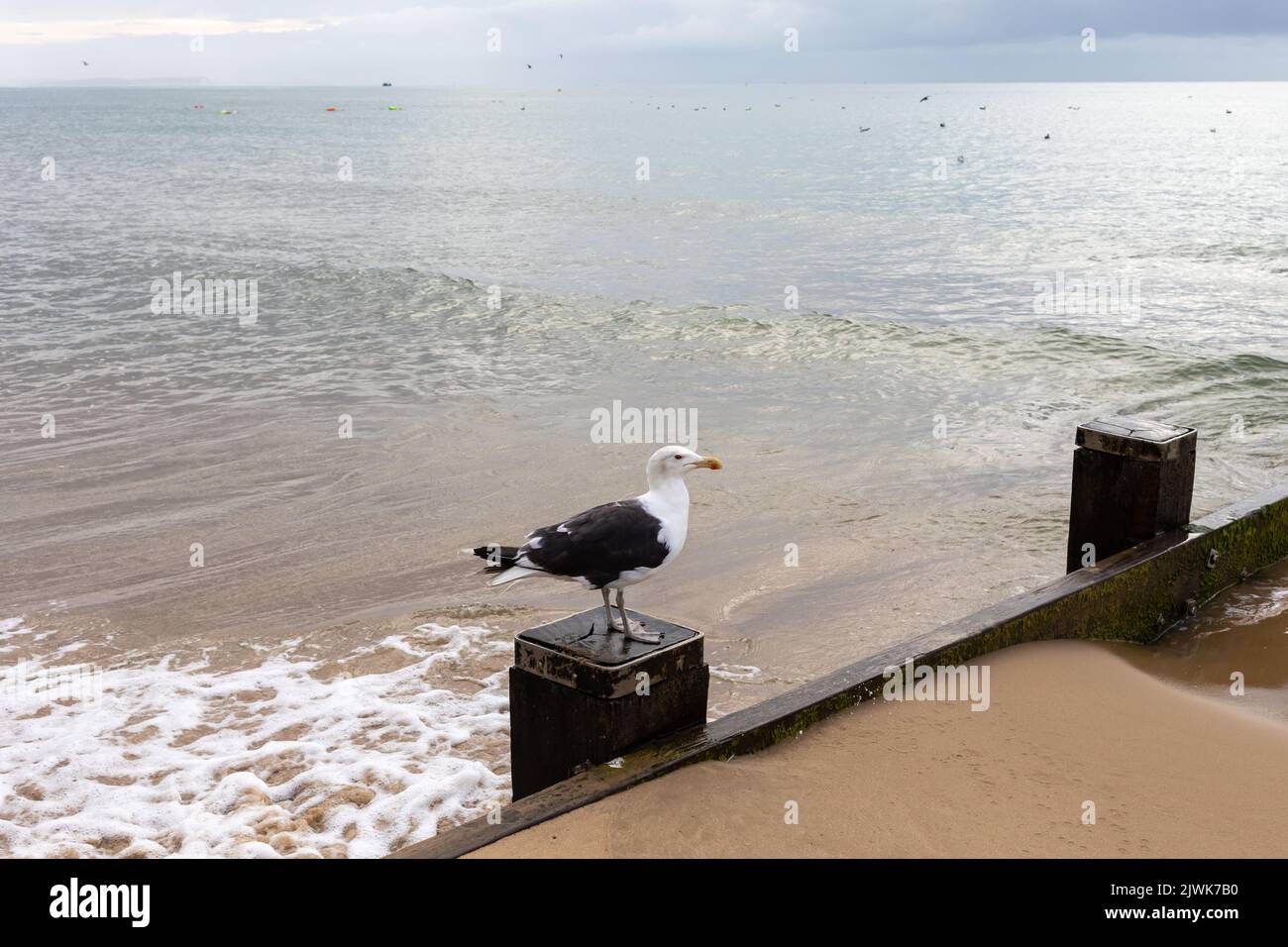 Great black-backed gull, Larus marinus stood on a groyne on Bournemouth beach in late summer Stock Photo