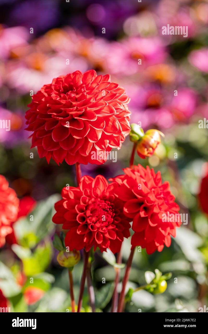 Red dahlia flowers Stock Photo