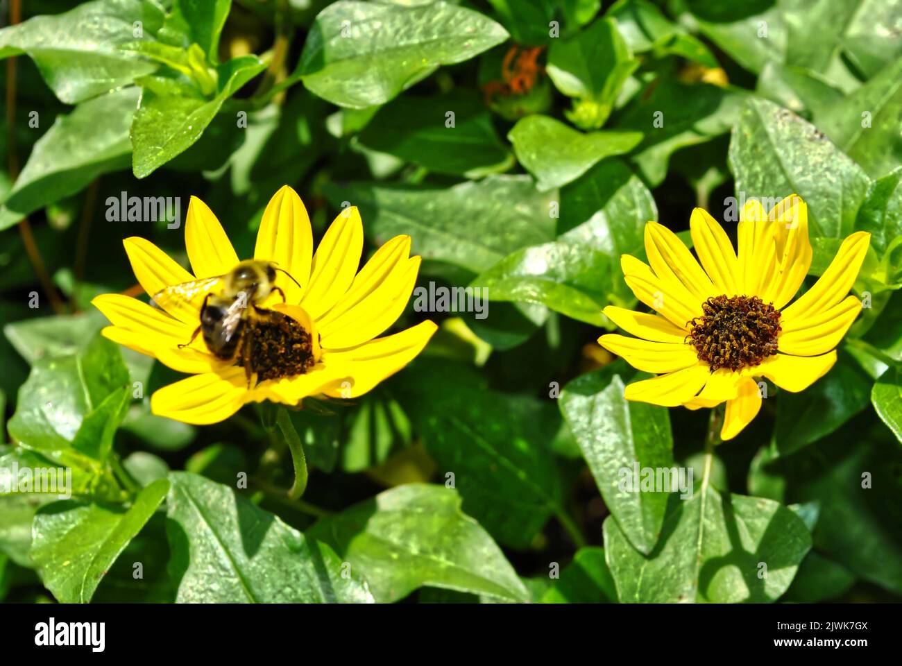 Helianthus debilis Latin name Beach sunflower flowers with a bee on the flower in a garden Stock Photo
