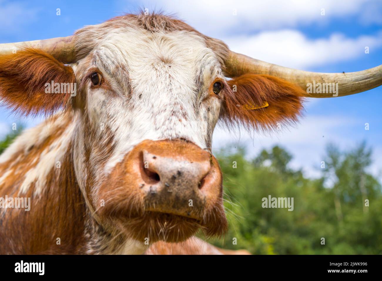 Front close up of a British, long horned cow staring directly at the camera. Stock Photo