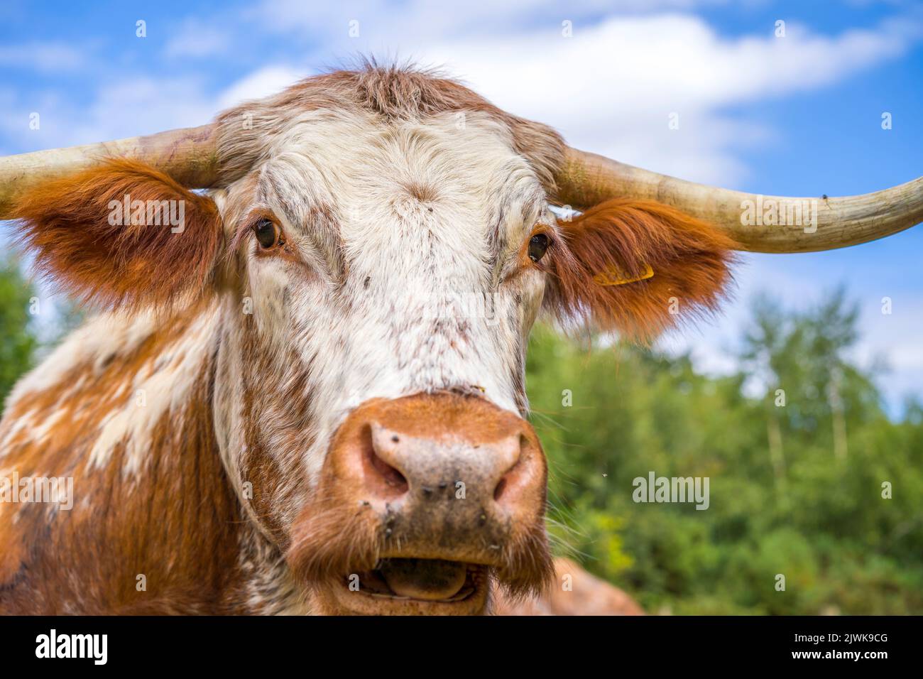 Front close up of a British, long horned cow staring directly at the camera. Stock Photo