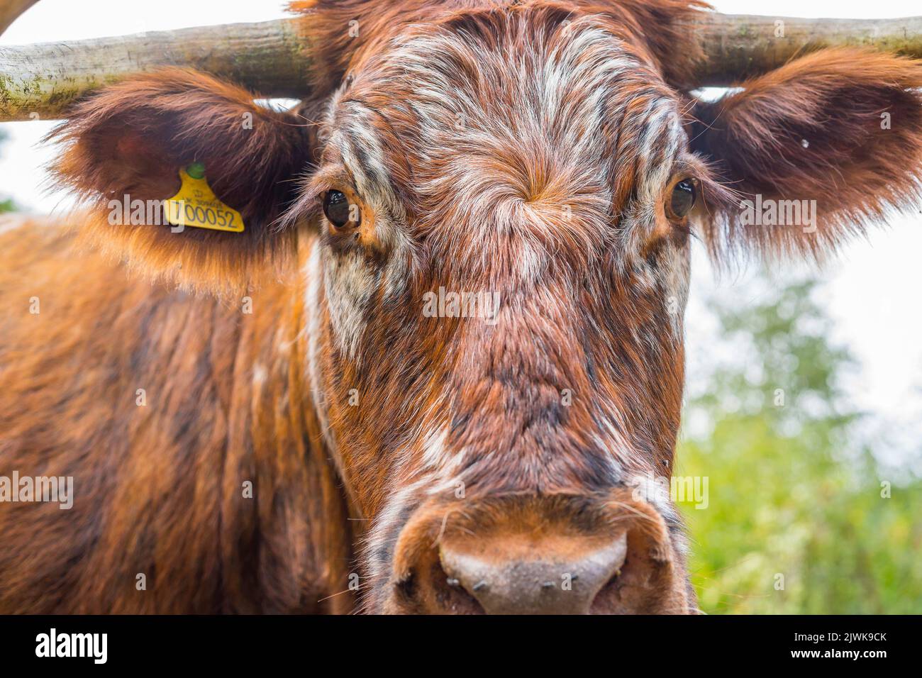 Front close up of a British, long horned cow staring directly at the camera. Stock Photo