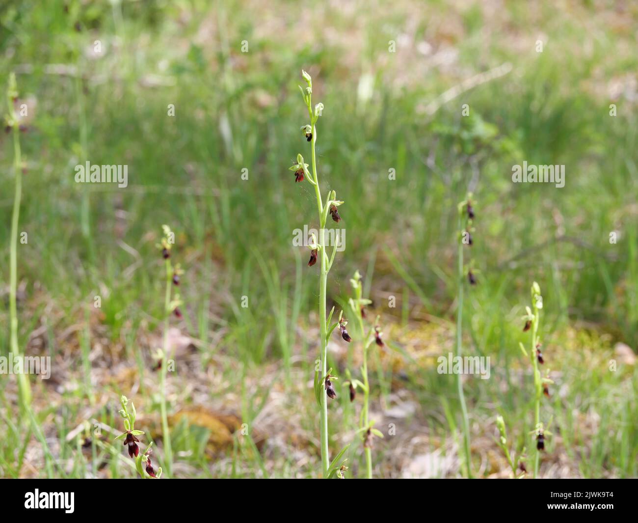 Flowering spider orchid on a dry grassland near Würzburg, Germany Stock Photo