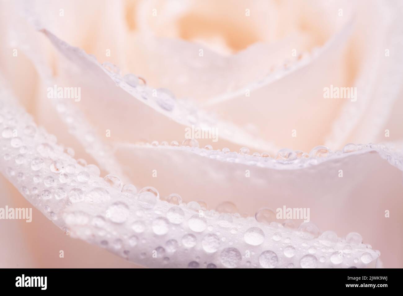 Wet white rose on hi-res stock photography and images - Alamy