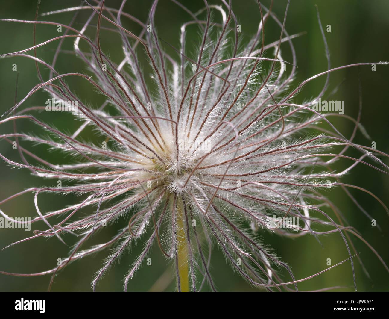 Infructescence of the pasqueflower with flying hairs Stock Photo