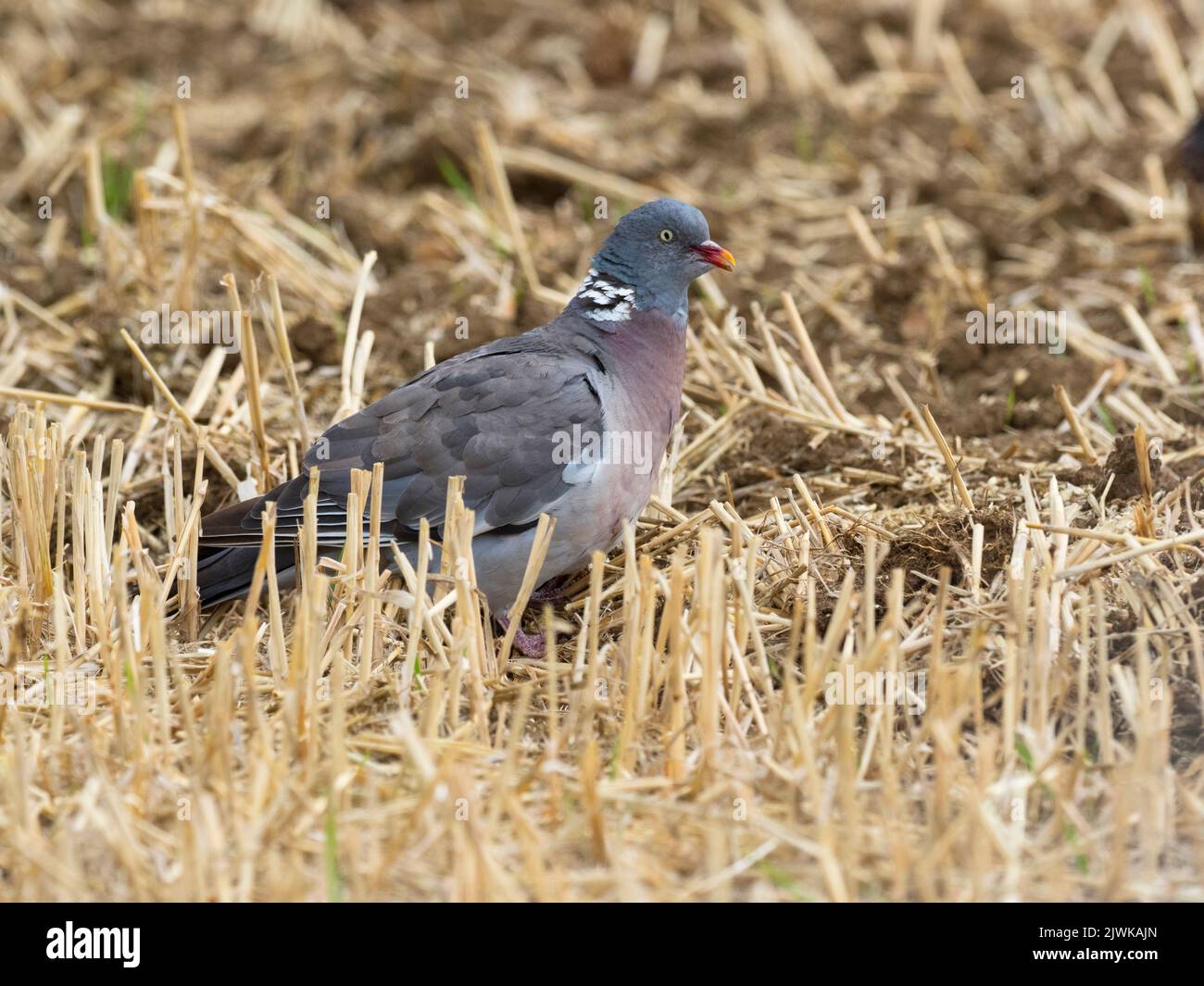 Wood pigeon [Columba palumbus] feeding on spilt grain among the stubble. Stock Photo