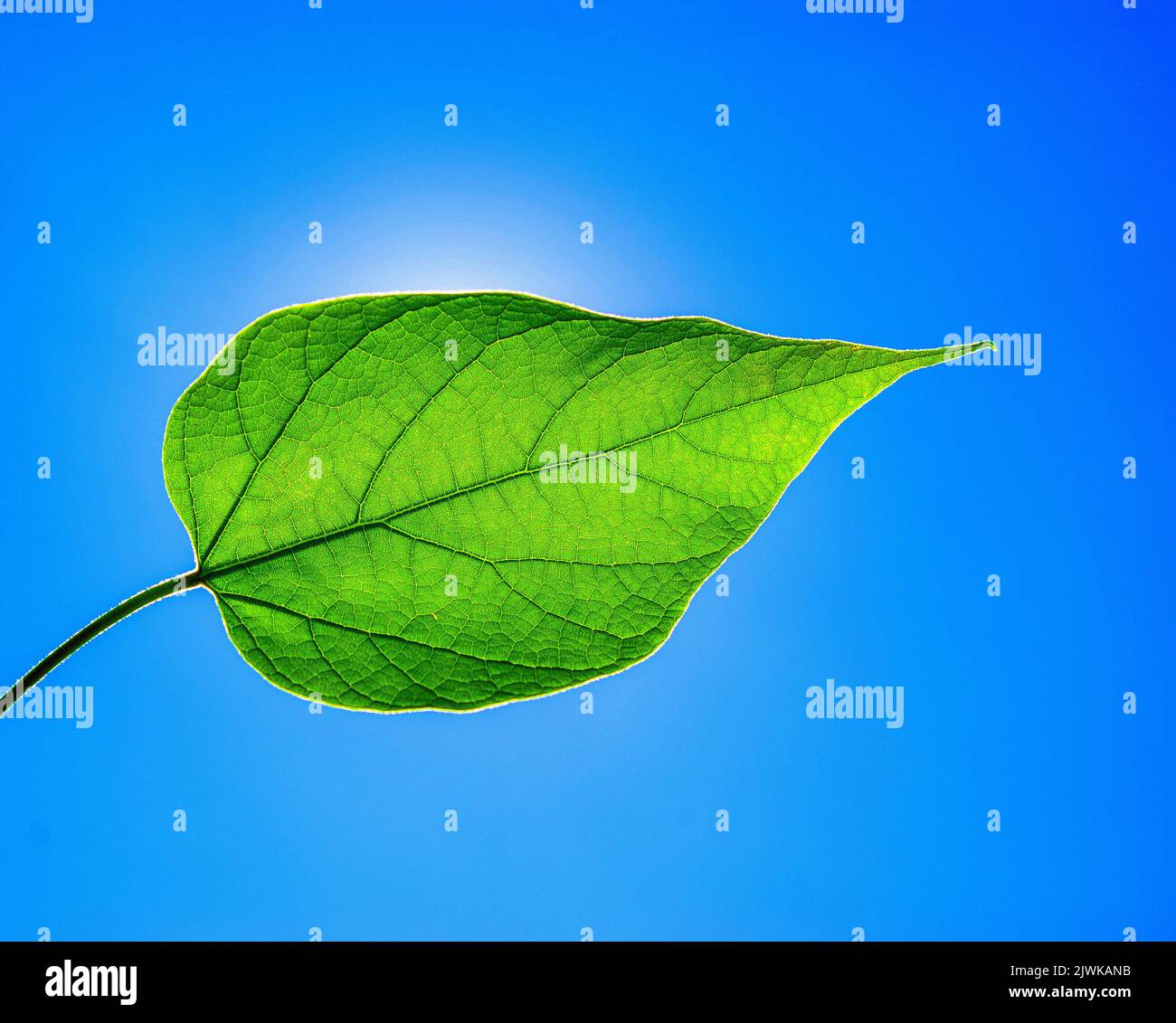 Green grass macro sun shines hi-res stock photography and images - Alamy
