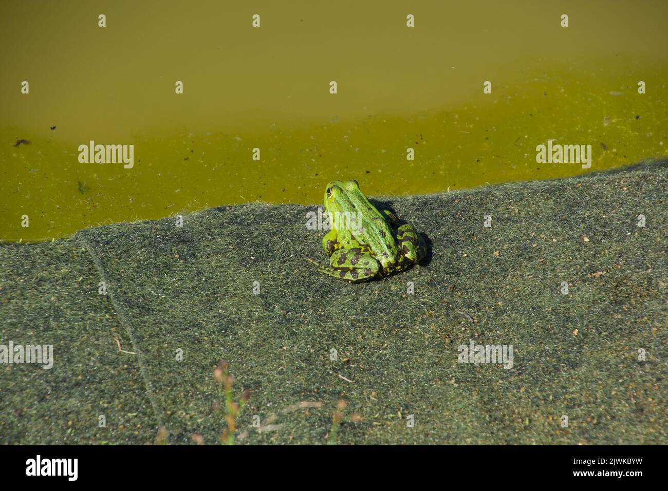 green frog in back view sits on the border of an artificial pond Stock Photo