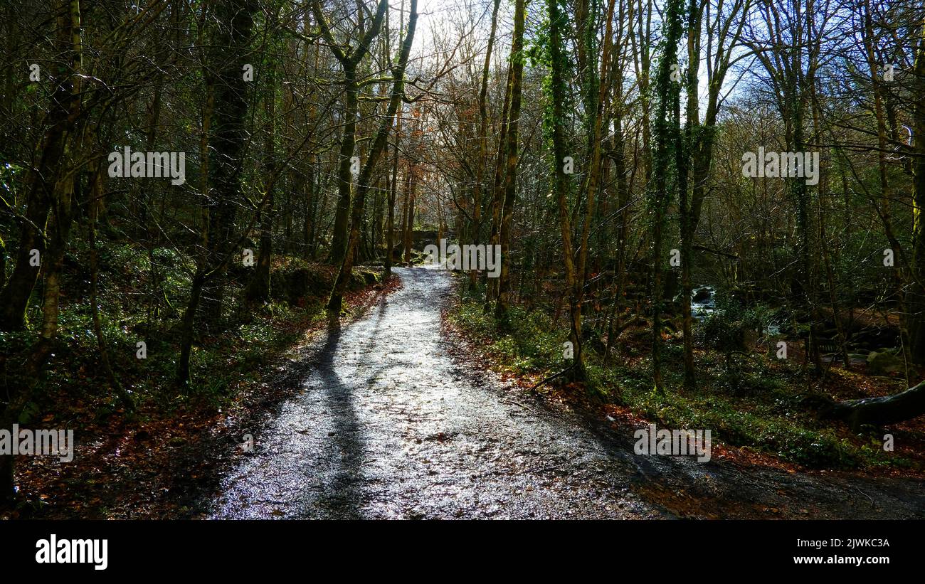Footpath leading through a winter woodland, Kennall Vale, Cornwall, UK - John Gollop Stock Photo