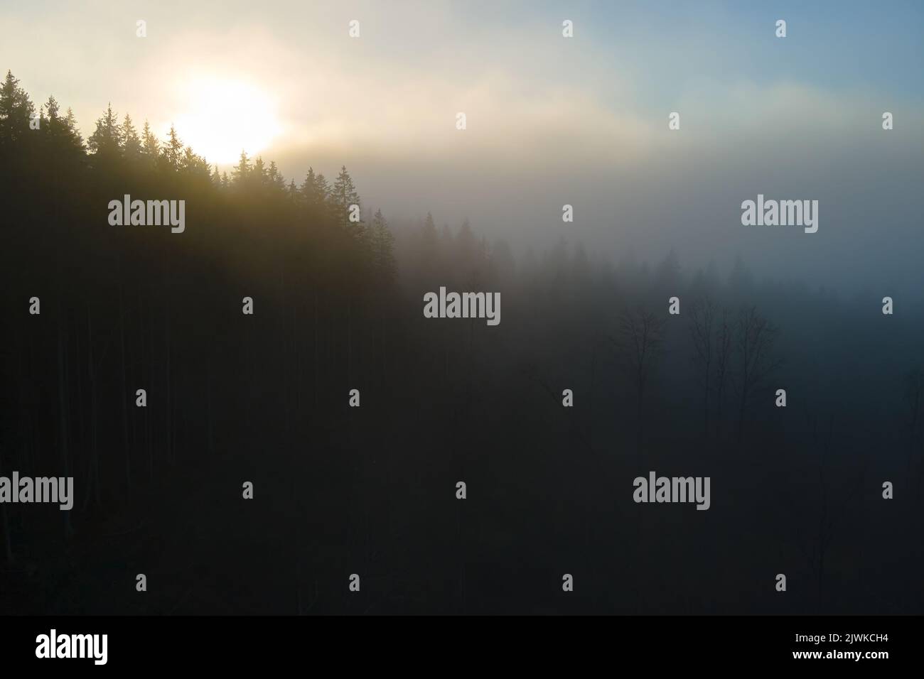 Aerial view of foggy evening over dark pine forest trees at bright ...