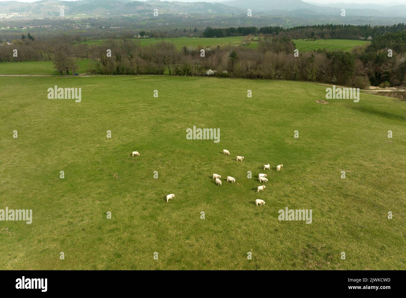 Aerial view of herd of cows grazing on farmland field Stock Photo - Alamy