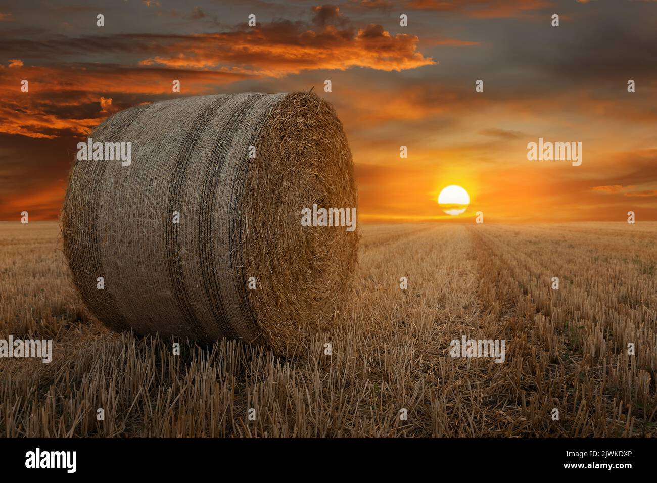 Straw in the wind hires stock photography and images Alamy