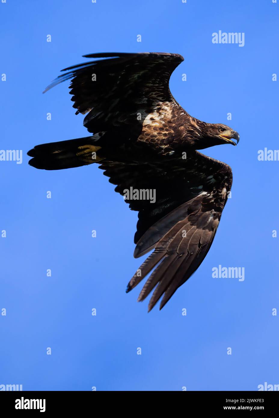 Juvenile American Bald Eagle flying in bright blue sky Stock Photo