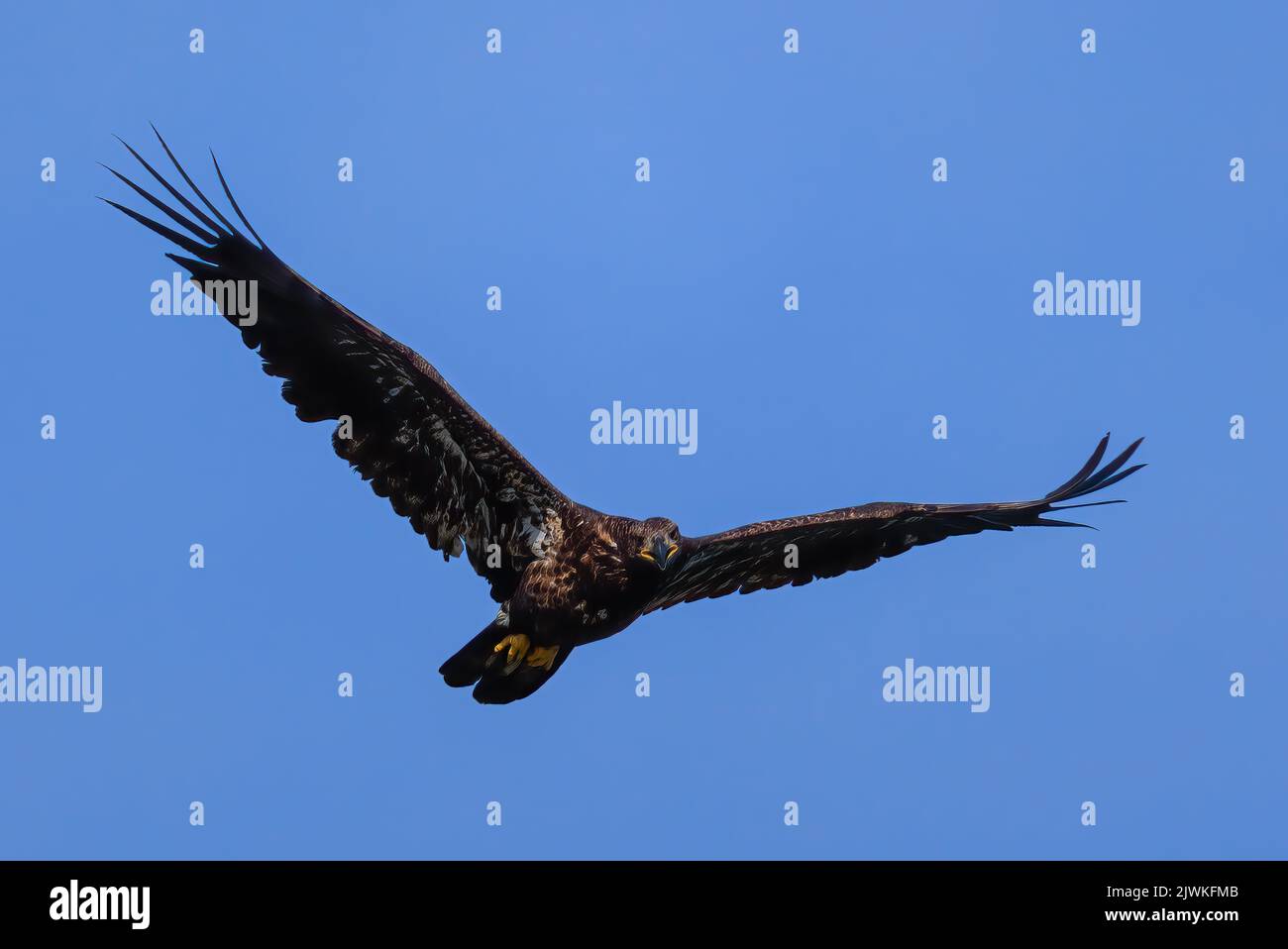 Juvenile American Bald Eagle flying in bright blue sky Stock Photo