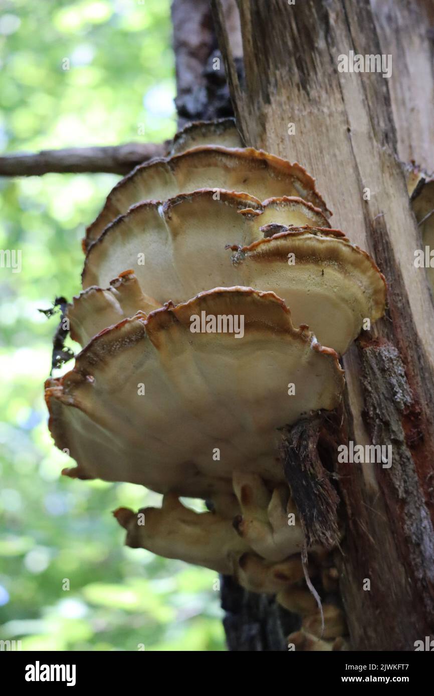 Giant polypore on a dead Tree Stock Photo