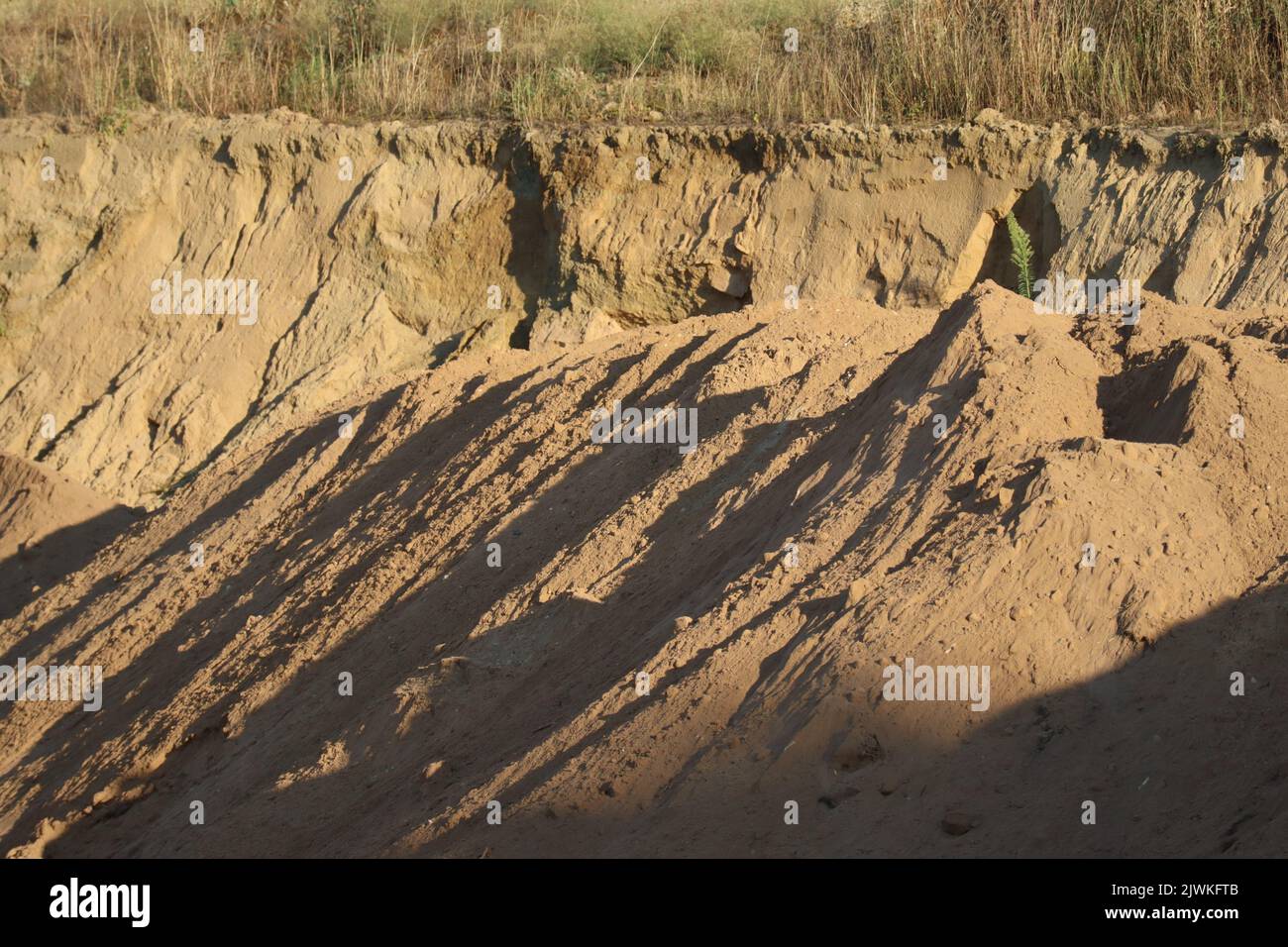 Sand pit with Canadian Fleabane in the Evening light Stock Photo