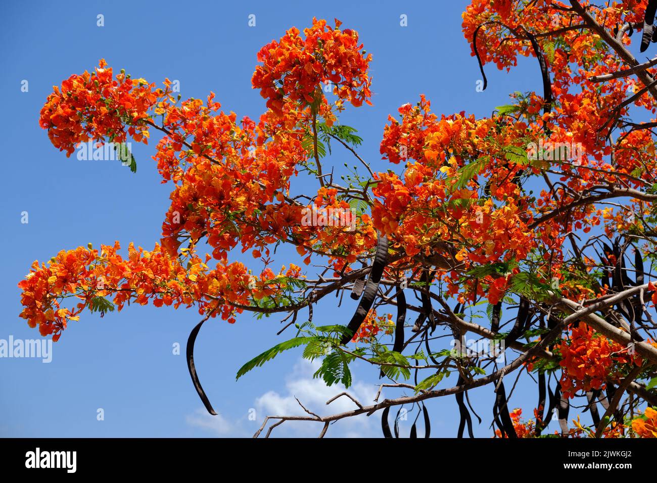 Indonesia Alor Island - Blooming flame tree - Brachychiton acerifolius Stock Photo