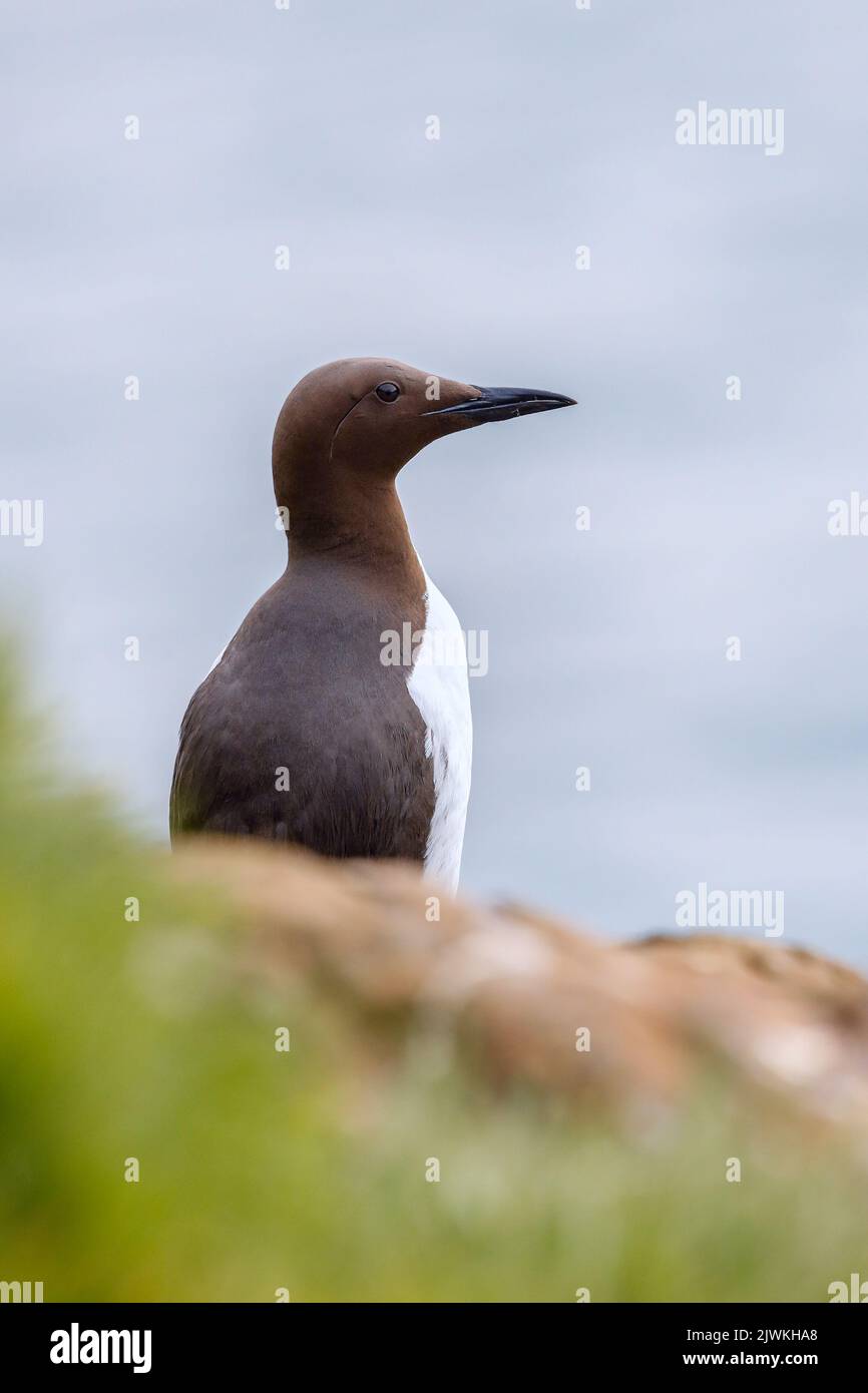 Common Guillemot (Uria aalge) on a clifftop, Skomer Island, Wales Stock Photo