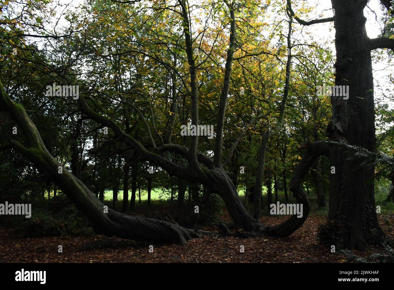 Trees in Kilkenny Castle Park, Kilkenny, Ireland Stock Photo