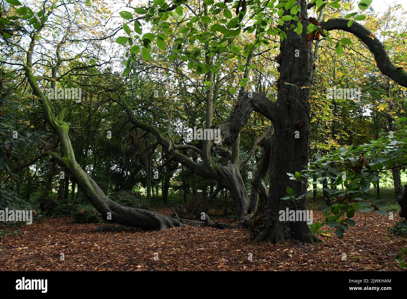 Trees in Kilkenny Castle Park, Kilkenny, Ireland Stock Photo