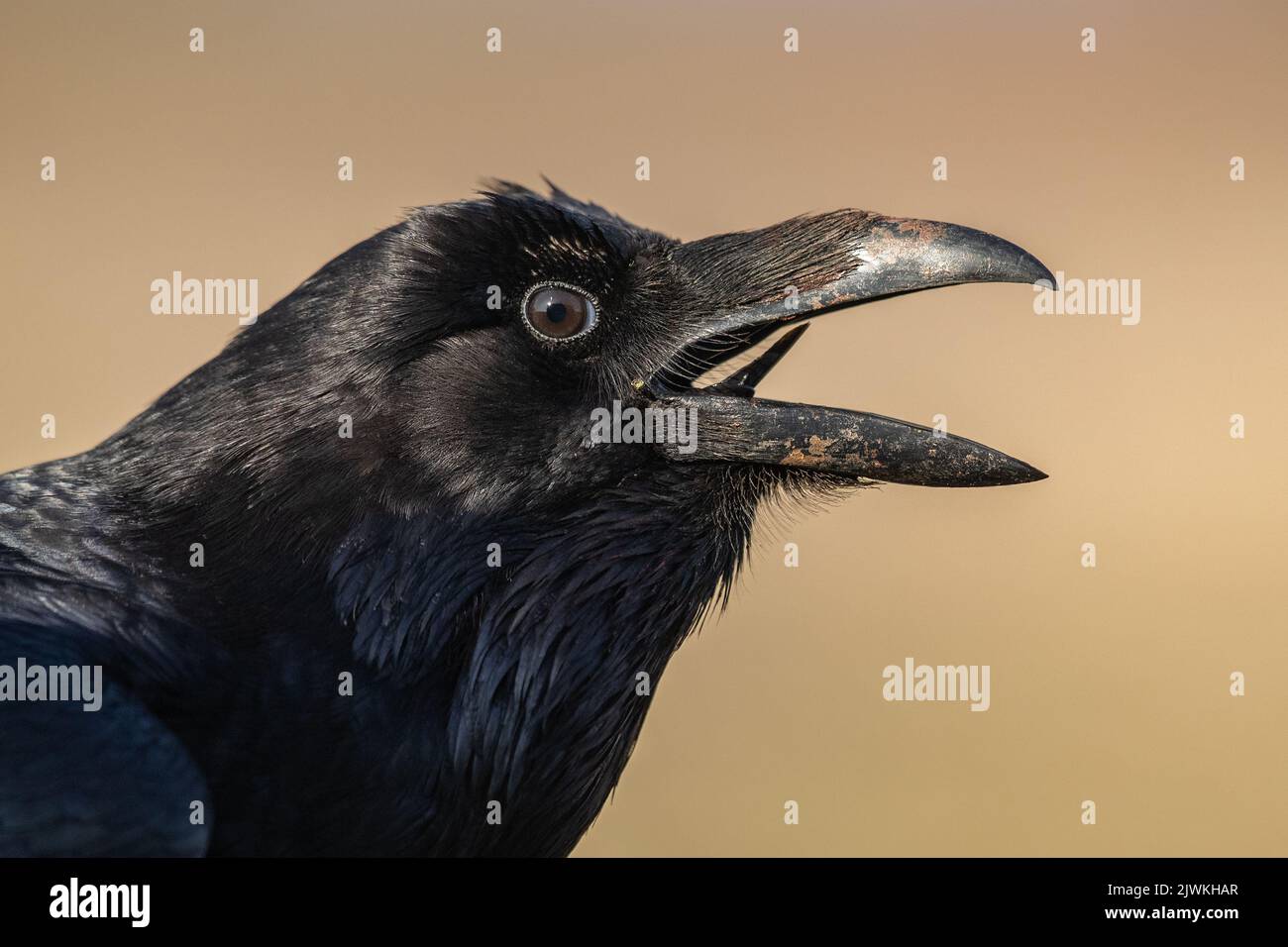 Close-up headshot of a Common Raven (Corvus corax) calling, Koros-Maros National Park, Hungary Stock Photo