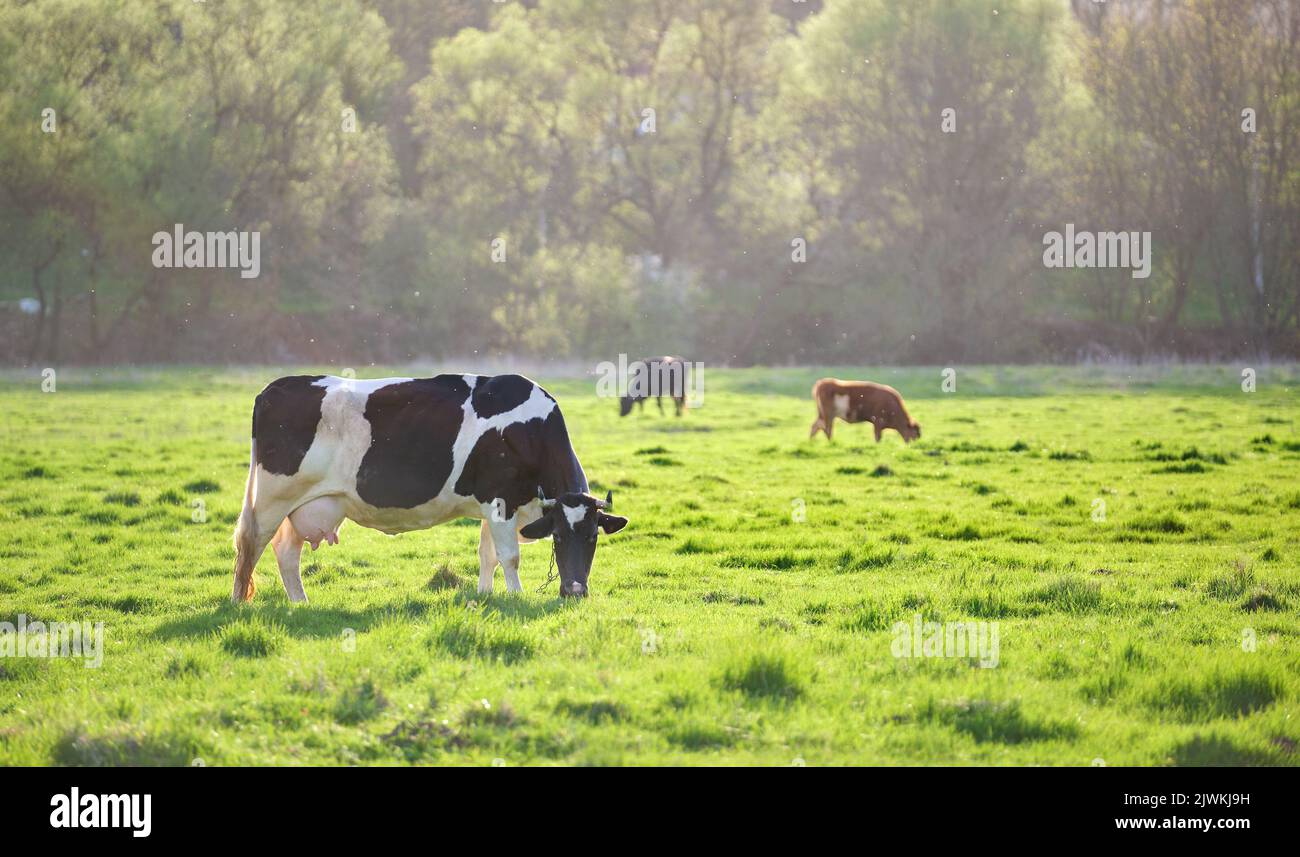 Milk cow grazing on green farm pasture on summer day. Feeding of cattle ...