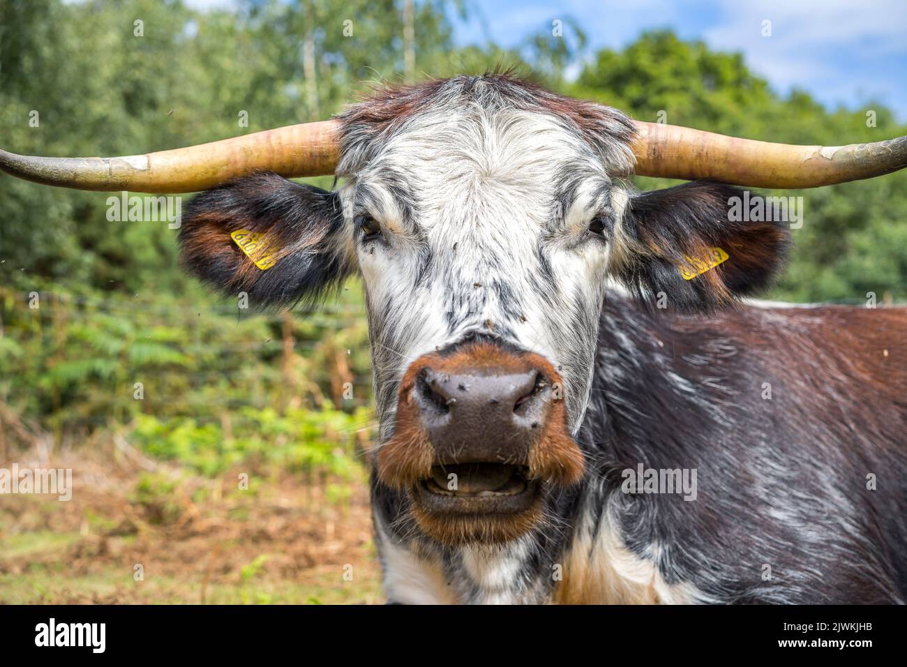 Front close up of a British, long horned cow staring directly at the camera. Stock Photo